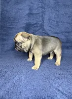 Mr. Blackfawn, a male French Bulldog for sale in West Palm Beach, FL – Photo 6 of 10