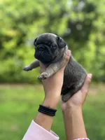 Mr. Blackfawn, a male French Bulldog for sale in West Palm Beach, FL – Photo 8 of 10