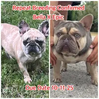 Mr. Blackfawn, a male French Bulldog for sale in West Palm Beach, FL – Photo 9 of 10