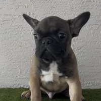 Mr. Blackfawn, a male French Bulldog for sale in West Palm Beach, FL – 2 of 5