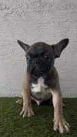 Mr. Blackfawn, a male French Bulldog for sale in West Palm Beach, FL – Photo 1 of 10