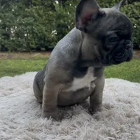 Mr. Blackfawn, a male French Bulldog for sale in West Palm Beach, FL – 3 of 5