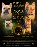 Light Green Collar Fluffy Carrier , a male French Bulldog for sale in West Palm Beach, FL – 3 of 3