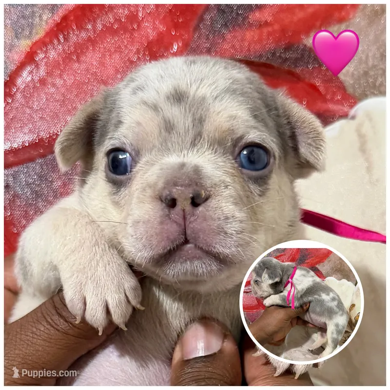 Pink Collar Fluffy Carrier – French Bulldog puppy for sale in West Palm Beach, FL