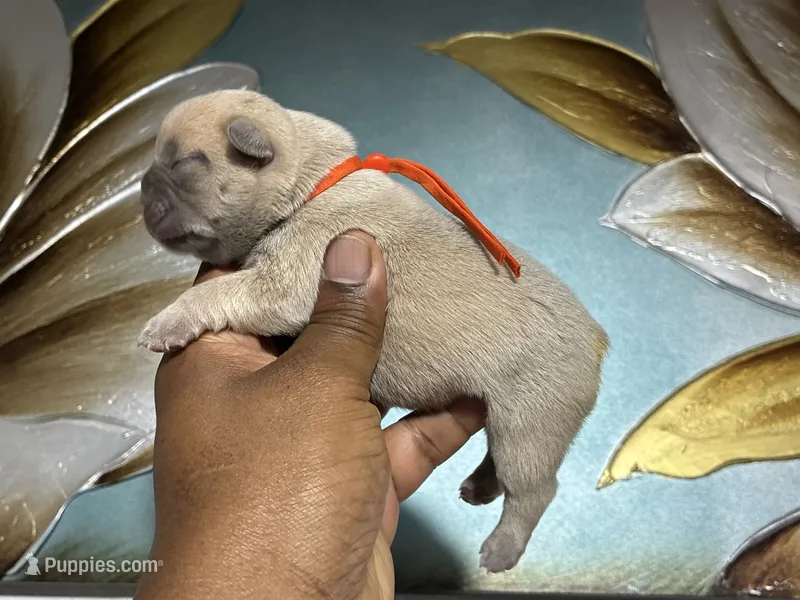 Orange Collar Fluffy Carrier  – French Bulldog puppy for sale in West Palm Beach, FL