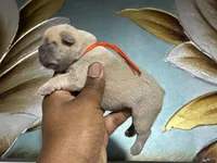 Orange Collar Fluffy Carrier , a female French Bulldog for sale in West Palm Beach, FL – 1 of 2