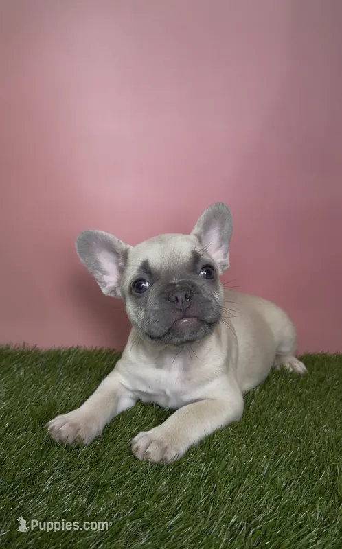 Peach Collar Fluffy Carrier – French Bulldog puppy for sale in West Palm Beach, FL