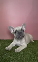Peach Collar Fluffy Carrier, a female French Bulldog for sale in West Palm Beach, FL – 3 of 8