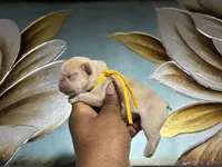 Yellow Collar Fluffy Carrier , a female French Bulldog for sale in West Palm Beach, FL – 1 of 2
