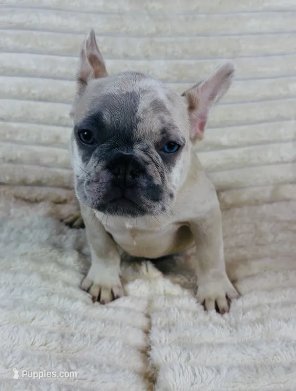 Dark Green Collar Fluffy Carrier – French Bulldog puppy for sale in West Palm Beach, FL