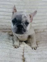 Dark Green Collar Fluffy Carrier, a male French Bulldog for sale in West Palm Beach, FL – 1 of 9