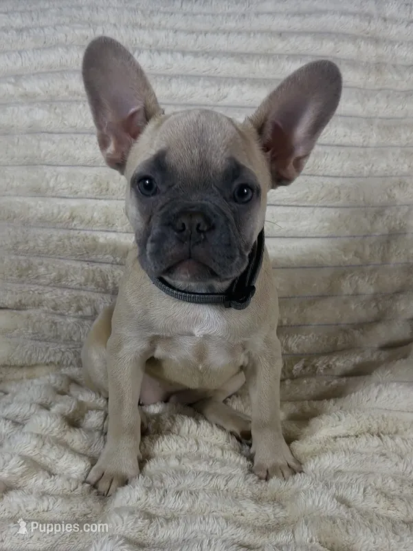 Grey Collar Fluffy Carrier  – French Bulldog puppy for sale in West Palm Beach, FL