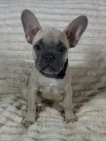 Grey Collar Fluffy Carrier , a female French Bulldog for sale in West Palm Beach, FL – 1 of 9