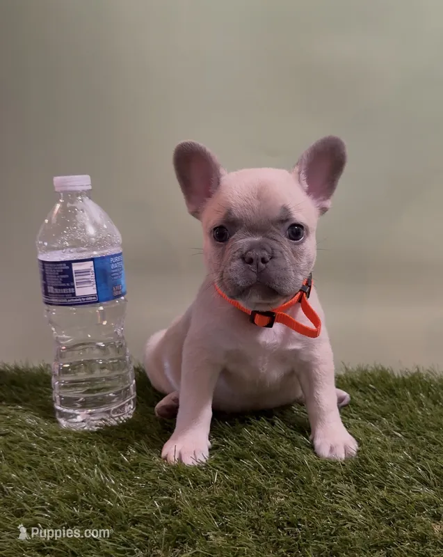 Orange Collar Fluffy Carrier  – French Bulldog puppy for sale in West Palm Beach, FL
