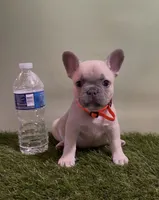 Orange Collar Fluffy Carrier , a female French Bulldog for sale in West Palm Beach, FL – 2 of 6