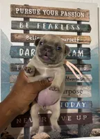 Peach Collar Fluffy Carrier, a female French Bulldog for sale in West Palm Beach, FL – 5 of 5