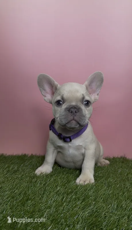Light Purple Collar Fluffy Carrier  – French Bulldog puppy for sale in West Palm Beach, FL