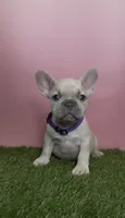 Light Purple Collar Fluffy Carrier , a female French Bulldog for sale in West Palm Beach, FL – 1 of 6