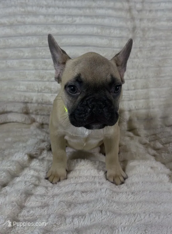 Light Green Collar Fluffy Carrier  – French Bulldog puppy for sale in West Palm Beach, FL