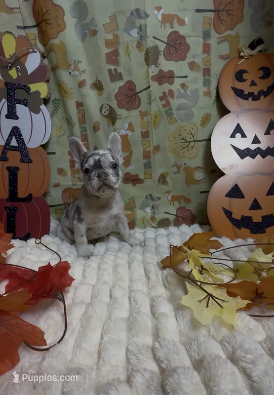 Blue Collar Fluffy Carrier  – French Bulldog puppy for sale in West Palm Beach, FL