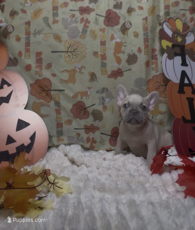 Light Purple Collar Fluffy Carrier  – French Bulldog puppy for sale in West Palm Beach, FL