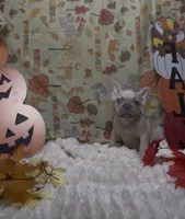 Pink Collar Fluffy Carrier , a female French Bulldog for sale in West Palm Beach, FL – 2 of 9