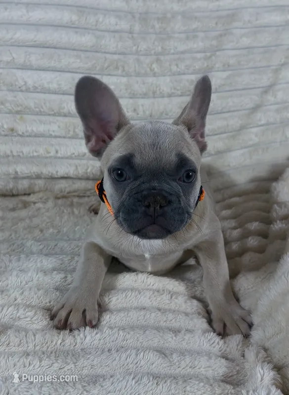 Orange Collar Fluffy Carrier – French Bulldog puppy for sale in West Palm Beach, FL
