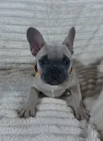 Orange Collar Fluffy Carrier, a female French Bulldog for sale in West Palm Beach, FL – 1 of 9