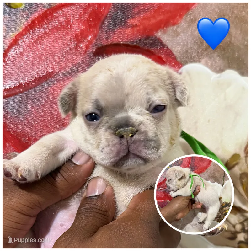 Dark Green Collar Fluffy Carrier – French Bulldog puppy for sale in West Palm Beach, FL
