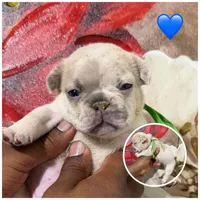 Dark Green Collar Fluffy Carrier, a male French Bulldog for sale in West Palm Beach, FL – 3 of 6
