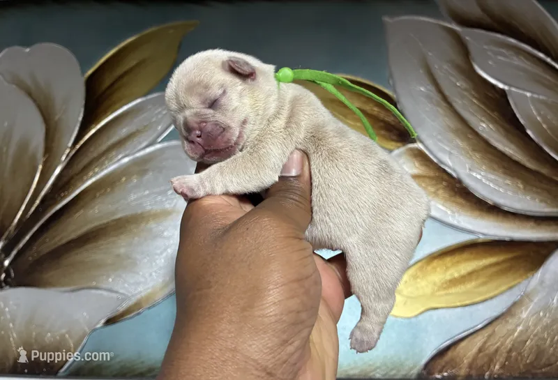 Dark Green Collar Fluffy Carrier – French Bulldog puppy for sale in West Palm Beach, FL