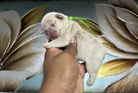 Dark Green Collar Fluffy Carrier, a male French Bulldog for sale in West Palm Beach, FL – 1 of 2
