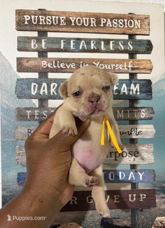 Yellow Collar Fluffy Carrier  – French Bulldog puppy for sale in West Palm Beach, FL