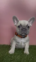 Orange Collar Fluffy Carrier , a female French Bulldog for sale in West Palm Beach, FL – 1 of 6