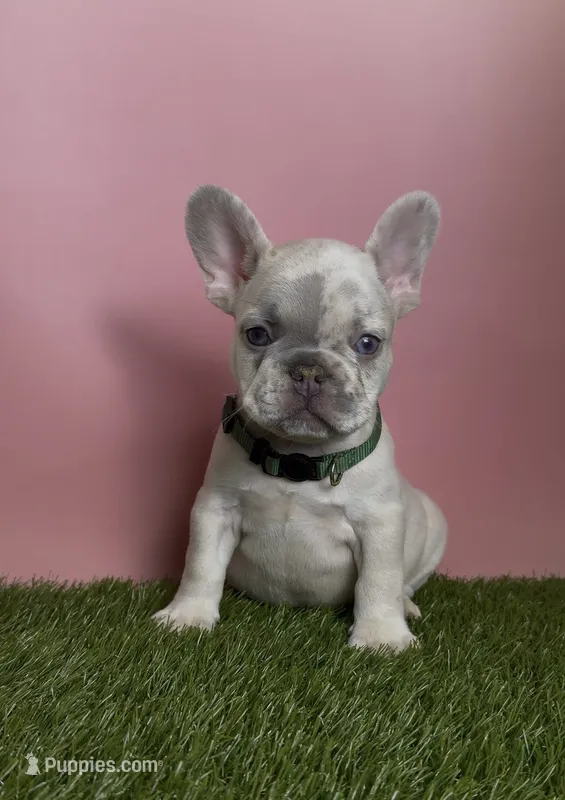 Dark Green Collar Fluffy Carrier – French Bulldog puppy for sale in West Palm Beach, FL