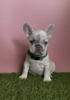 Dark Green Collar Fluffy Carrier, a male French Bulldog for sale in West Palm Beach, FL – 1 of 6