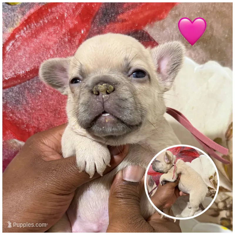 Light Purple Collar Fluffy Carrier  – French Bulldog puppy for sale in West Palm Beach, FL