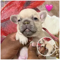 Light Purple Collar Fluffy Carrier , a female French Bulldog for sale in West Palm Beach, FL – 3 of 6