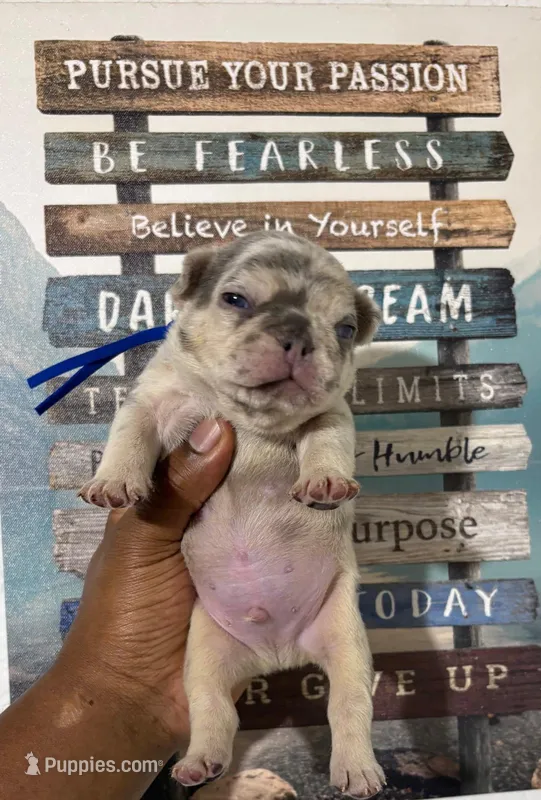 Blue Collar Fluffy Carrier  – French Bulldog puppy for sale in West Palm Beach, FL