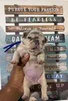 Blue Collar Fluffy Carrier , a male French Bulldog for sale in West Palm Beach, FL – 4 of 6