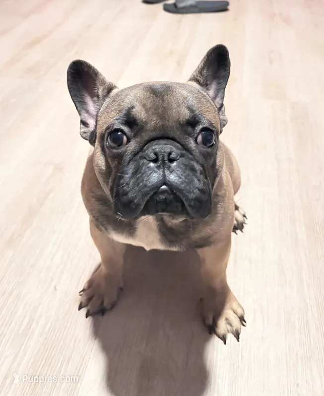 Mr. Blackfawn – French Bulldog puppy for sale in West Palm Beach, FL