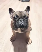 Mr. Blackfawn, a male French Bulldog for sale in West Palm Beach, FL – 1 of 5
