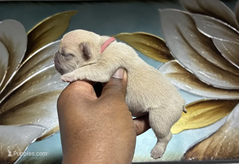 Light Purple Collar Fluffy Carrier  – French Bulldog puppy for sale in West Palm Beach, FL