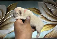 Light Purple Collar Fluffy Carrier , a female French Bulldog for sale in West Palm Beach, FL – 1 of 2