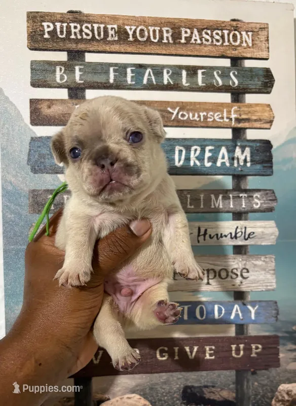 Dark Green Collar Fluffy Carrier – French Bulldog puppy for sale in West Palm Beach, FL