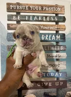 Dark Green Collar Fluffy Carrier, a male French Bulldog for sale in West Palm Beach, FL – 4 of 6