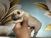 Light Green Collar Fluffy Carrier , a male French Bulldog for sale in West Palm Beach, FL – 2 of 3