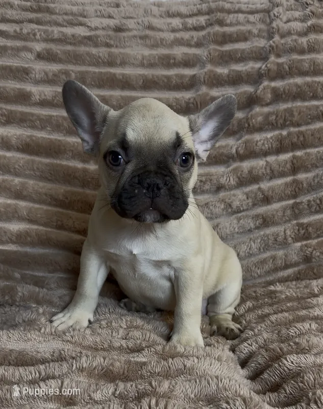 Light Green Collar Fluffy Carrier  – French Bulldog puppy for sale in West Palm Beach, FL