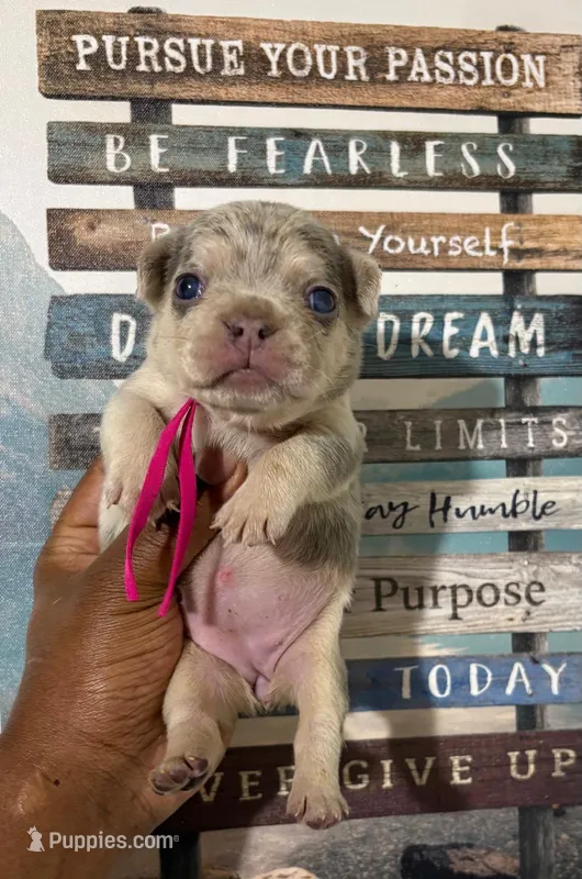 Pink Collar Fluffy Carrier – French Bulldog puppy for sale in West Palm Beach, FL