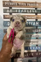 Pink Collar Fluffy Carrier, a female French Bulldog for sale in West Palm Beach, FL – 4 of 6